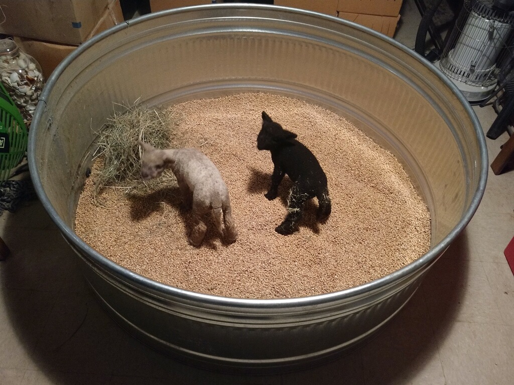 Backyard Petting Zoo for Rent Sacramento Bring the farm to you!