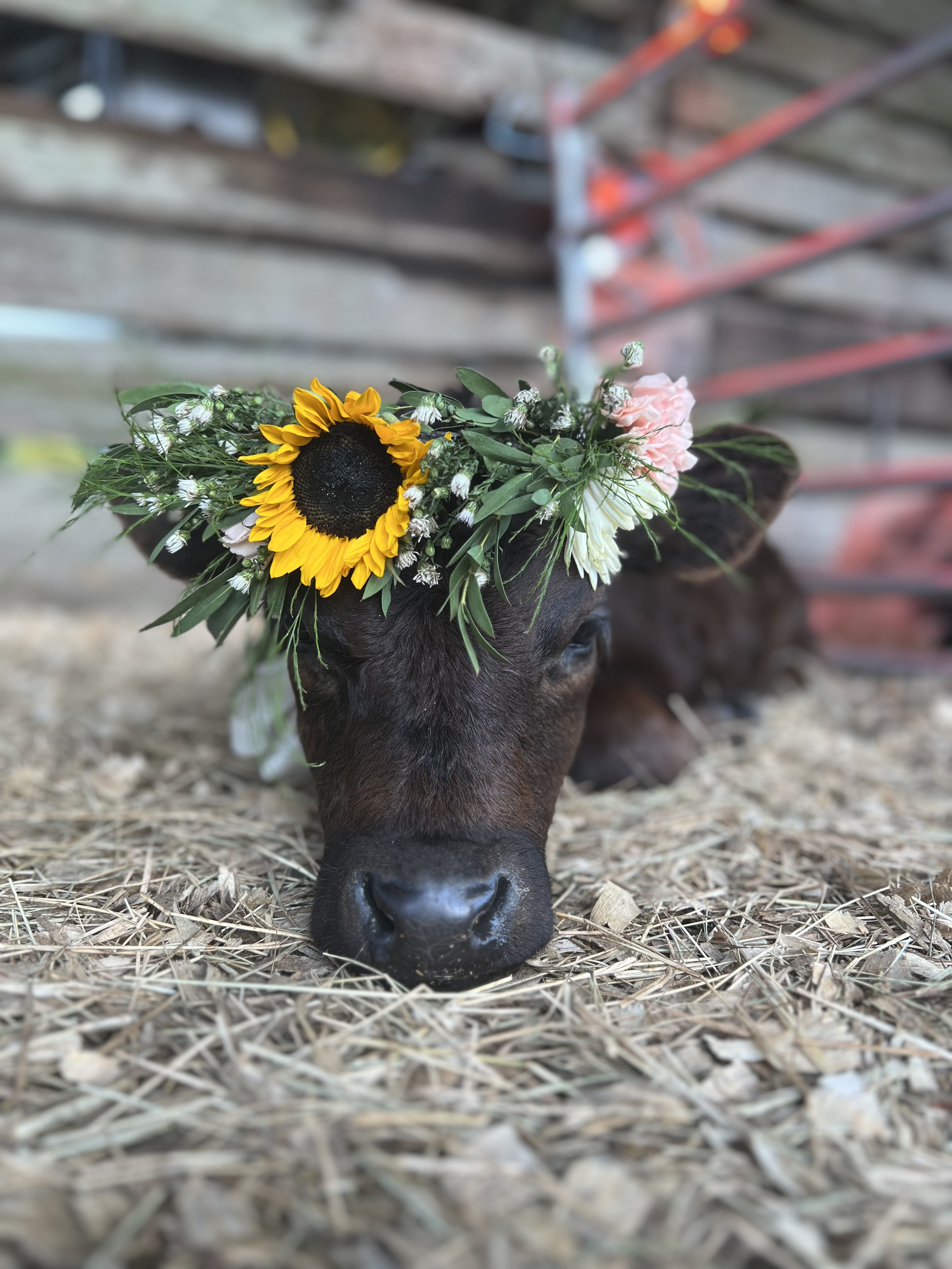Mobile Petting Zoo 1 Hour - Rentals in Jesup, Baxley, Ludowici