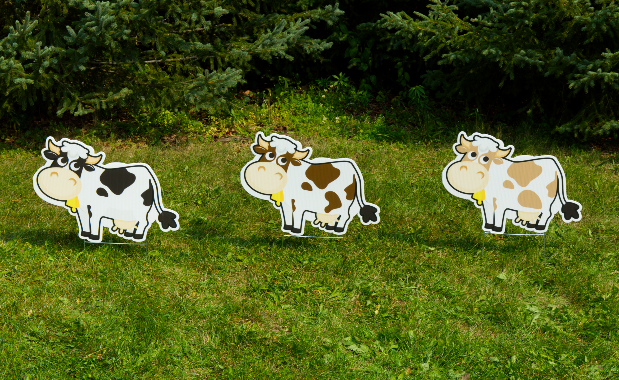 Cows Yard Card Greetings in Cambridge Kitchener Waterloo Ayr