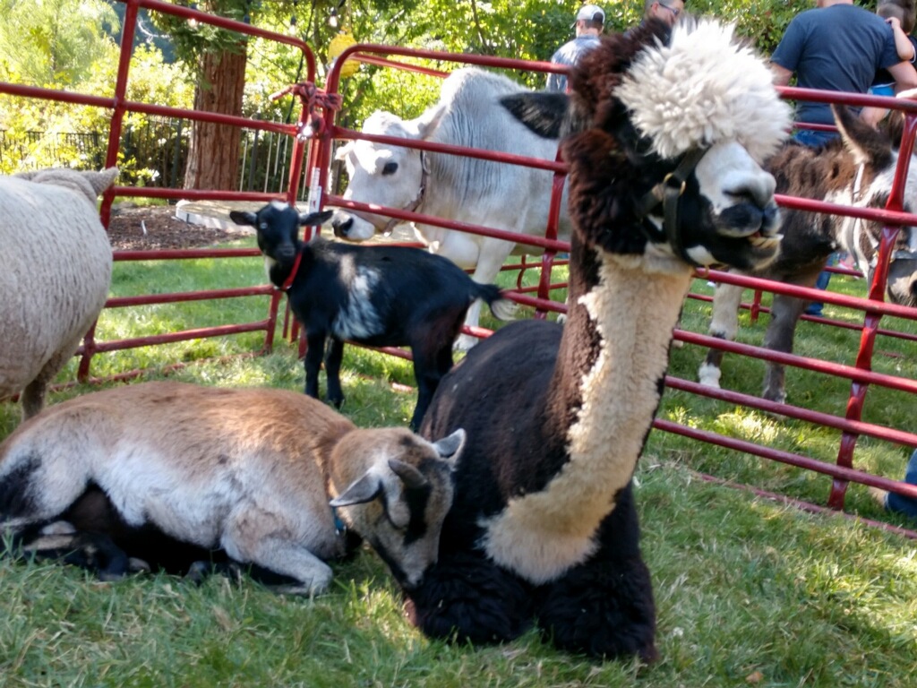 Backyard Petting Zoo for Rent Sacramento Bring the farm to you!