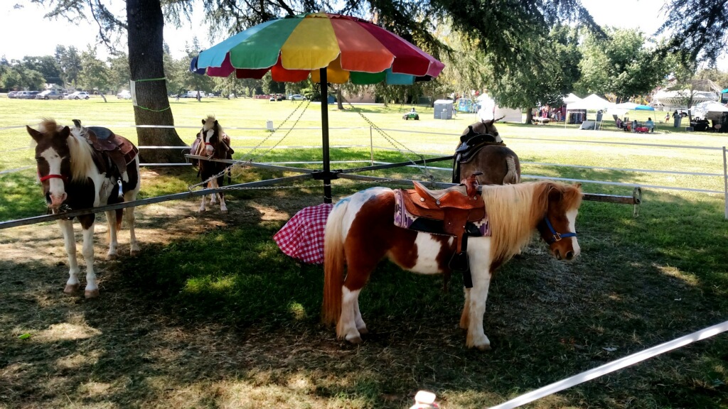Pony Party for rent Sacramento Party Jumper Rentals