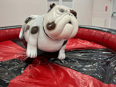 Rodeo Bull Dog hire