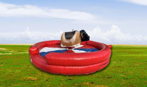 Rodeo Bull