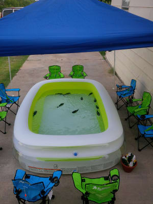 The Fishing Hole (Fish Game)