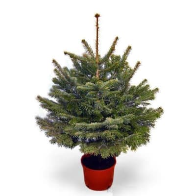 Potted / Rooted Christmas Tree Nordmann 3ft+