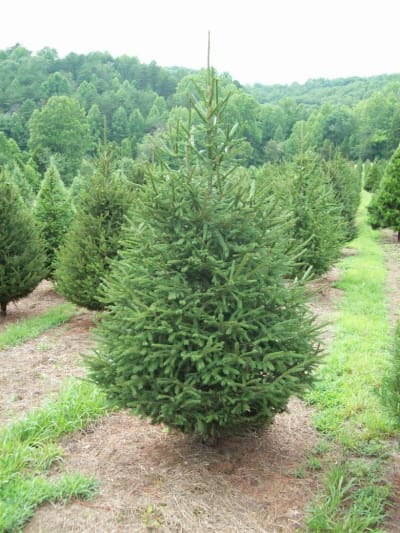 Norway Spruce 12-13ft