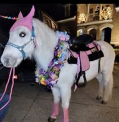 Ponies and Petting Zoo Rentals
