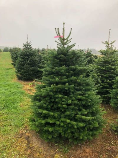 Premium Nordmann Fir 8ft-9ft