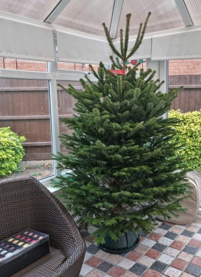 Premium Nordmann Fir 6ft-7ft