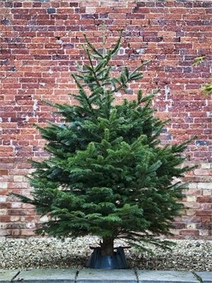 Standard Nordmann Fir 5-6ft