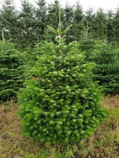 Premium Nordmann Fir 5ft-6ft