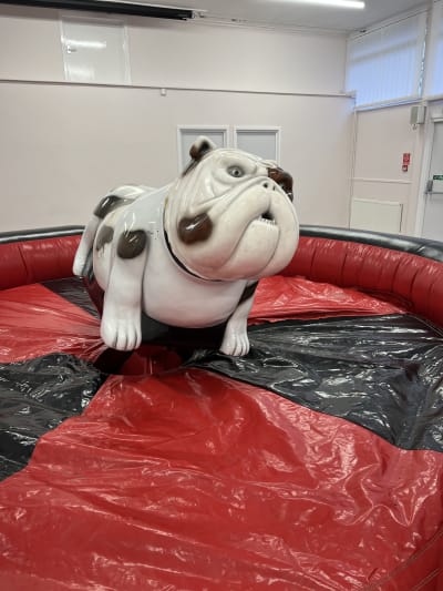 Rodeo Bull Dog hire