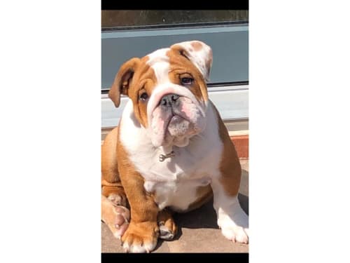 Bambini Rehoming Availability