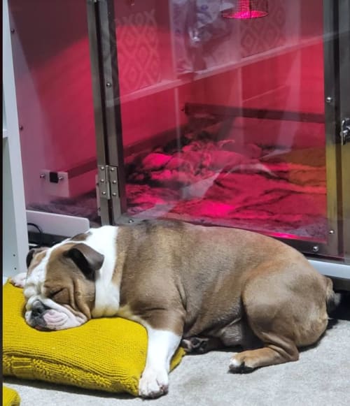 Nanny Whelping Service