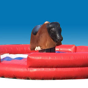 Rodeo Bull