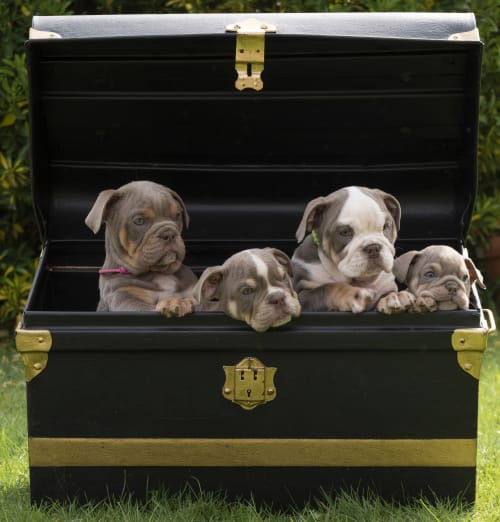 Current Litters Available