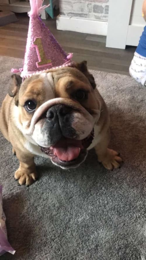 Co-owning Breeding Dogs