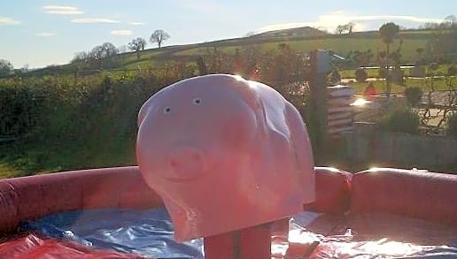 Rodeo Pig Hire
