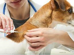 Gps microchip shop for dogs uk